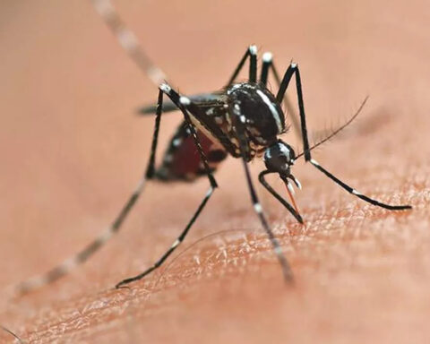 Números representam queda de 74% nos óbitos e de 72,2% nos infectados por dengue, em relação ao ano passado. Foto: Divulgação