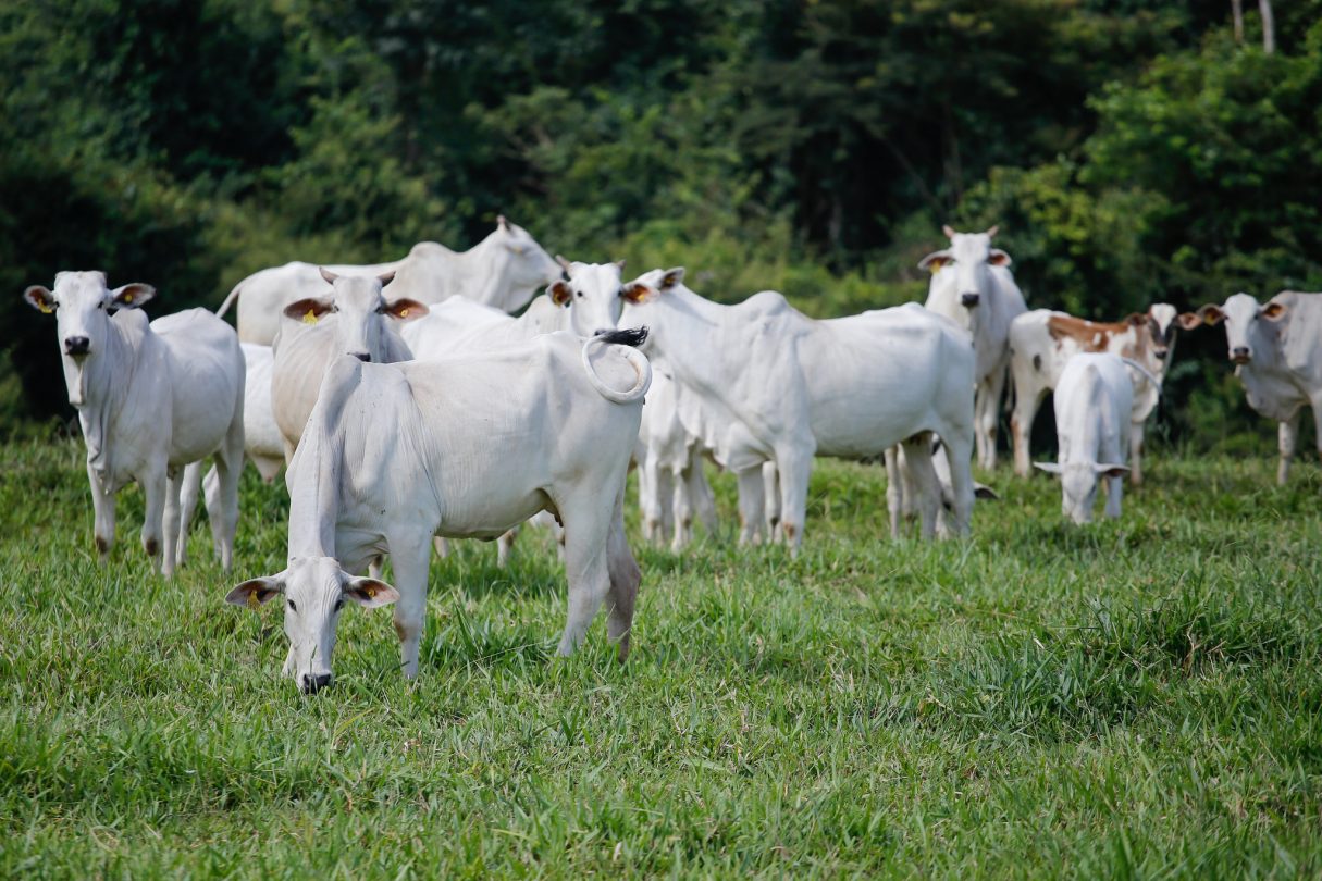 Aftosa: Agrodefesa determina que, na primeira etapa, de 1º a 31 de maio, devem ser vacinados bovinos e bubalinos. Foto: Adriano Brito/CNA