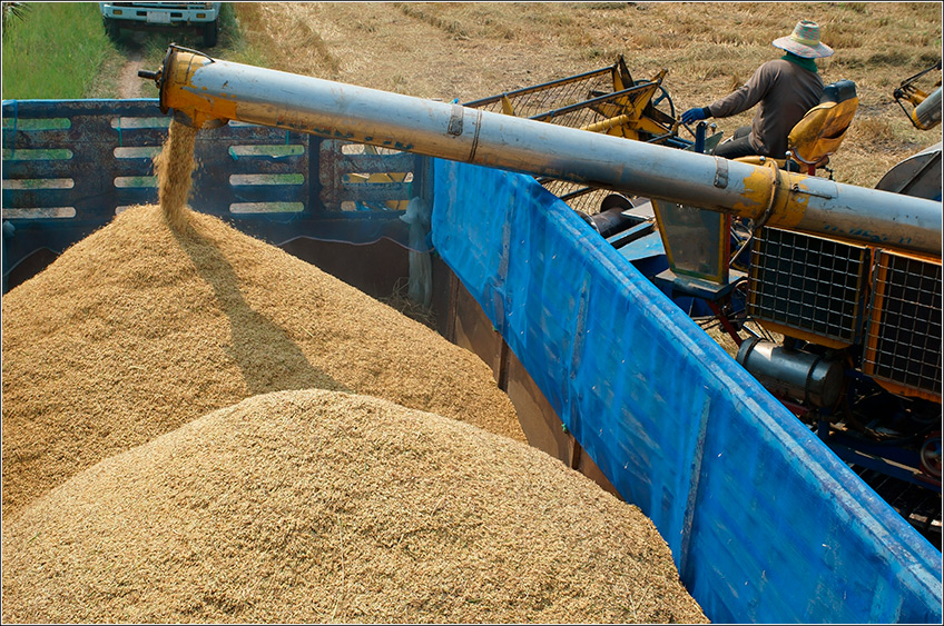 Imagem de colheita de arroz